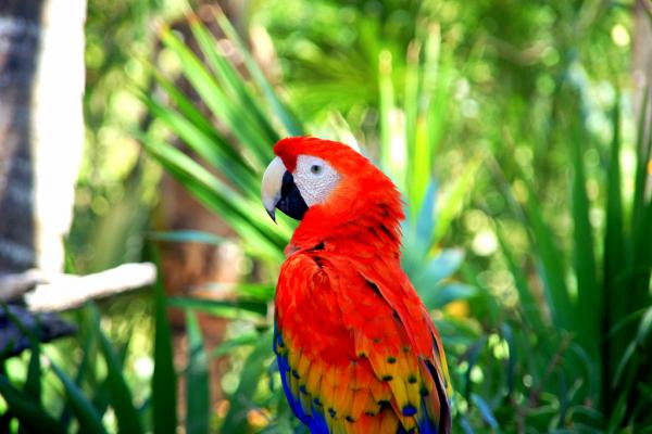 foto van het vogelpark