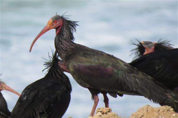 Foto del Parco Nazionale di Souss Massa