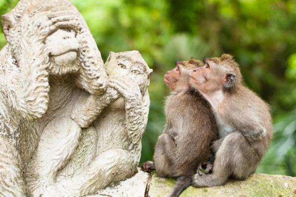 Photo de la forêt des singes