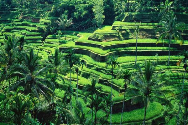 Foto de Rice Terraces