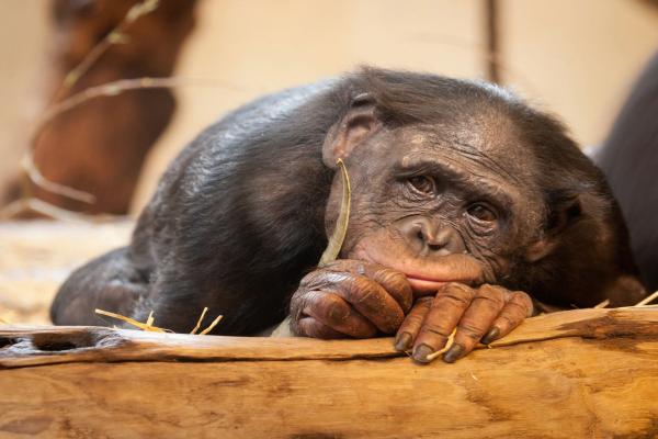 Foto del zoológico