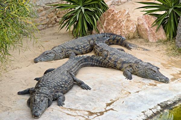 Foto di allevamento di coccodrilli