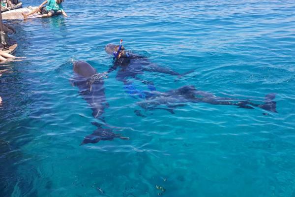 Foto de arrecife de delfines