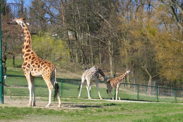 Zoo Foto di Opel Zoo