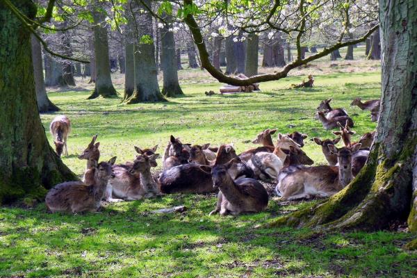 Foto Tiergarten