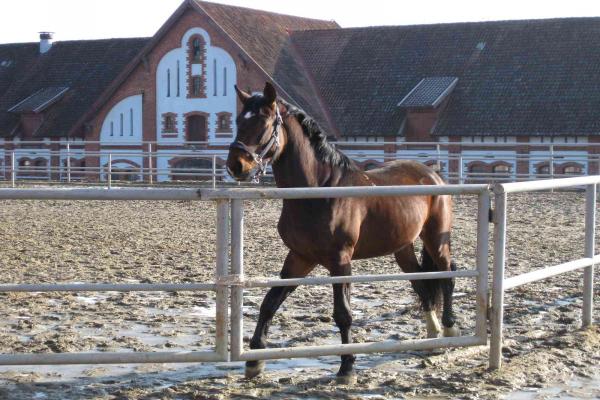 Paardenfabriek "Georgenburg" foto