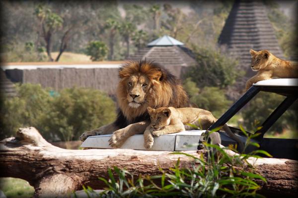 Lions Safari Park Foto