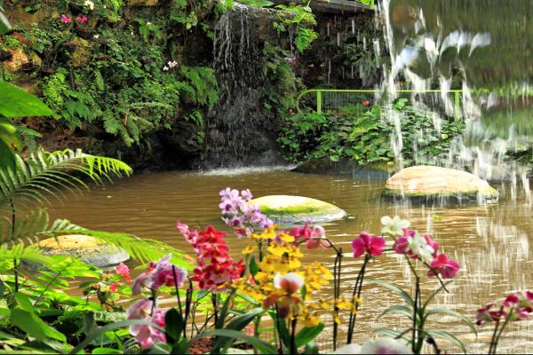 Parc des orchidées et des papillons photo «Utopie»