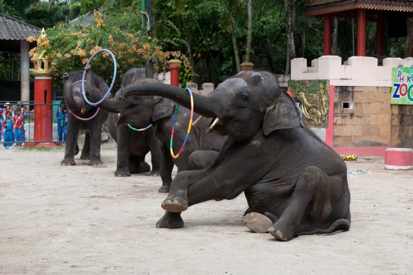 Foto dello zoo di Phuket