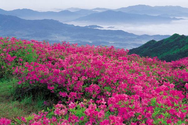 Valley of roses photo