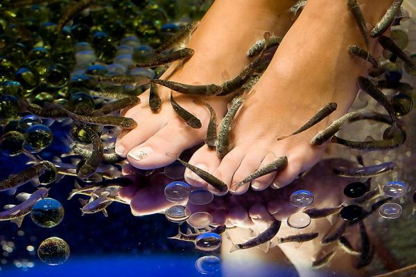 Fish spa photo