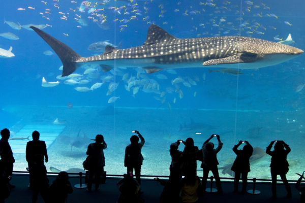 Foto dell'acquario