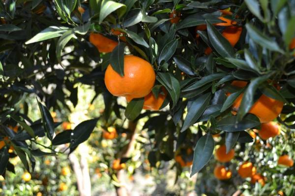 Tangerine boerderijen foto