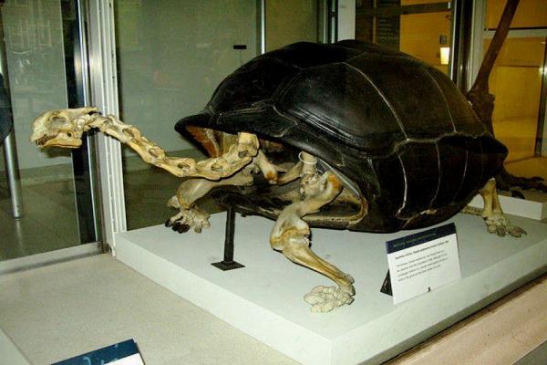 Foto del Museo de Historia Natural