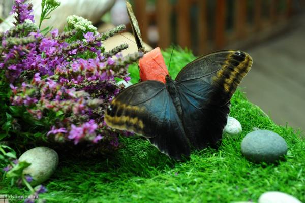 Foto de "Delight" de la Casa de las Mariposas