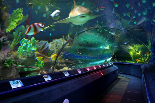 Oceanarium photo