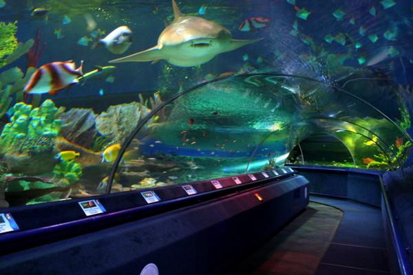 Voronezh Aquarium photo