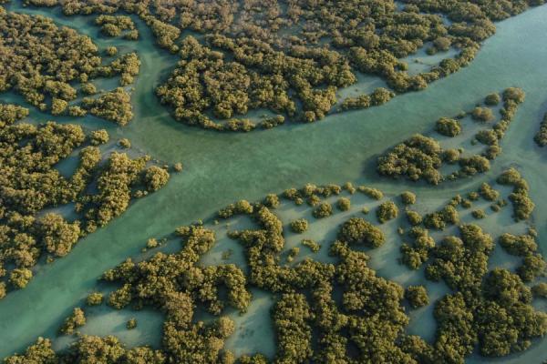 Parc national de Eastern Mangrove Lagoon photo