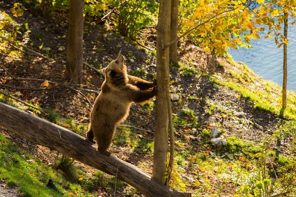 Bear Park photo