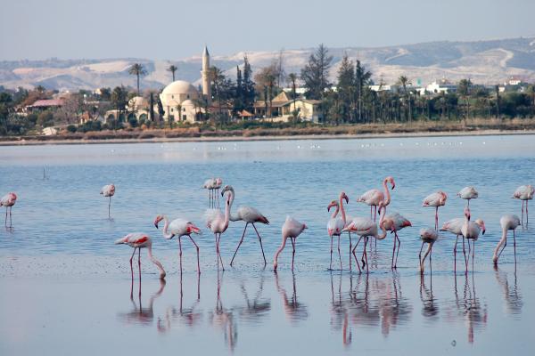 Foto der Hala Sultan Tekke Moschee