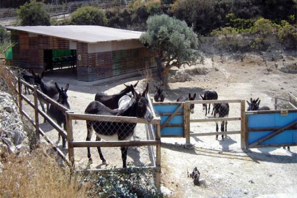 Парк «Друзья кипрских осликов» фото