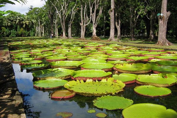 Foto del giardino botanico del Museo Pamplus