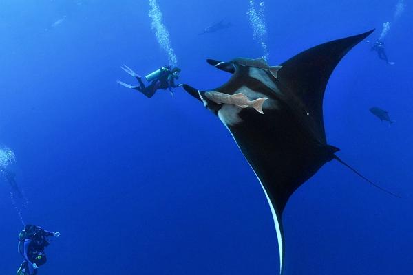 Socorro Island Foto