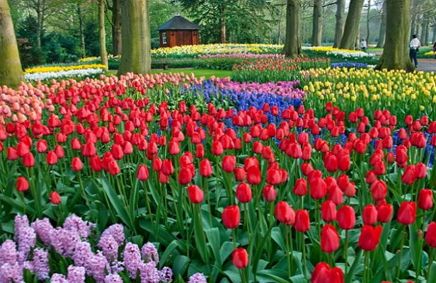 Keukenhof foto