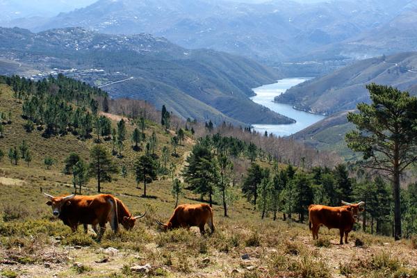 Foto di Peneda-Gerês