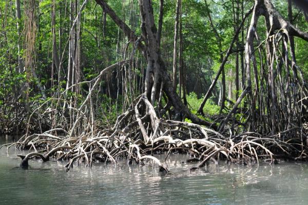 Fotos de manglares