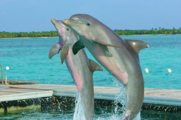 Fotos de la isla de los delfines