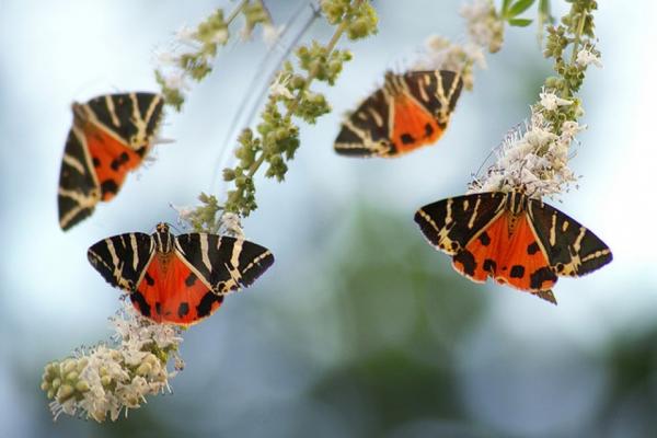 Foto de Butterfly Valley