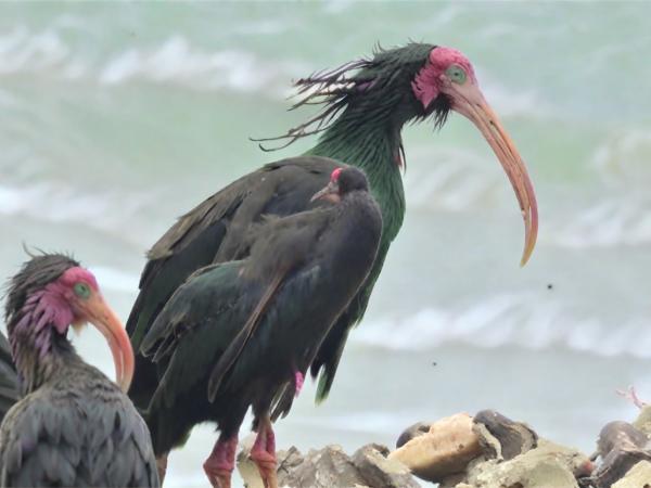 Souss Massa National Park photo