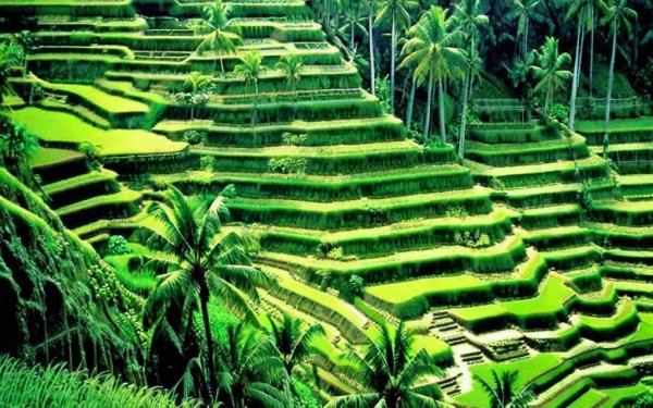 Rice Terraces Photo