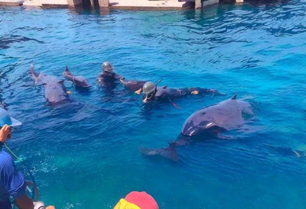 Dolphin reef photo