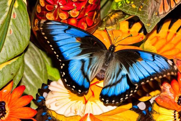 Butterfly Park photo