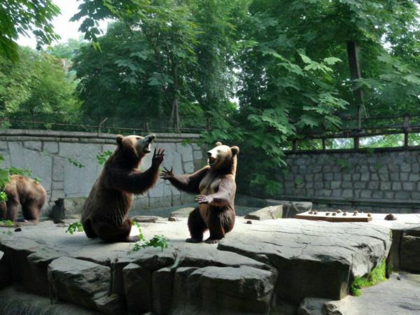 Kaliningrad Zoo photo