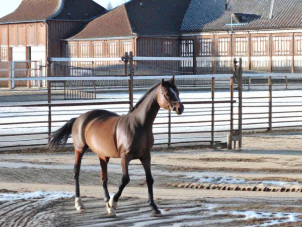 Horse factory “Georgenburg” photo