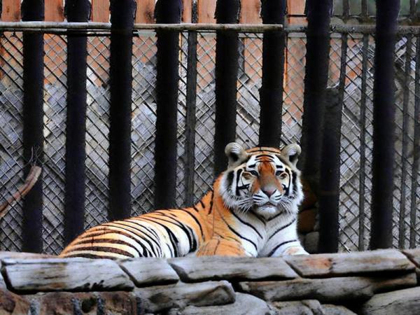 Zoo “Priamursky” named after V. P. Sysoev photo