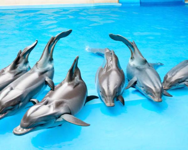 Dolphinarium photo