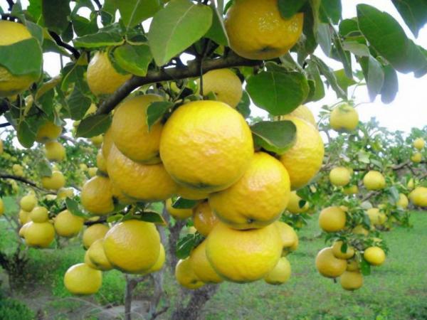 Citrus orchards photo