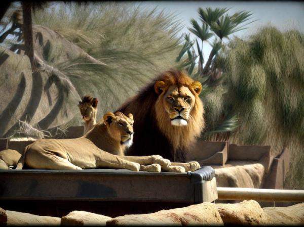 Lions Safari Park photo