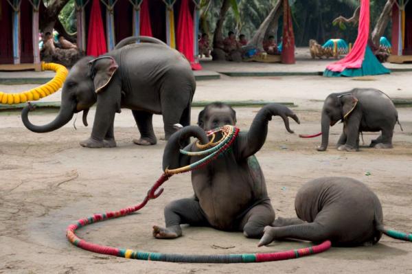 Phuket Zoo photo