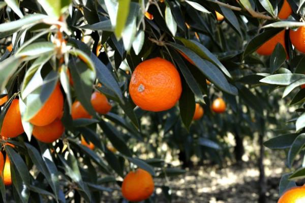 Tangerine farms photo