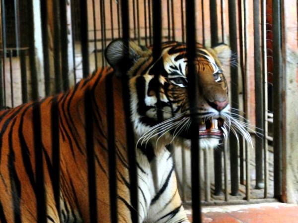 Tiger at Varna Zoo photo