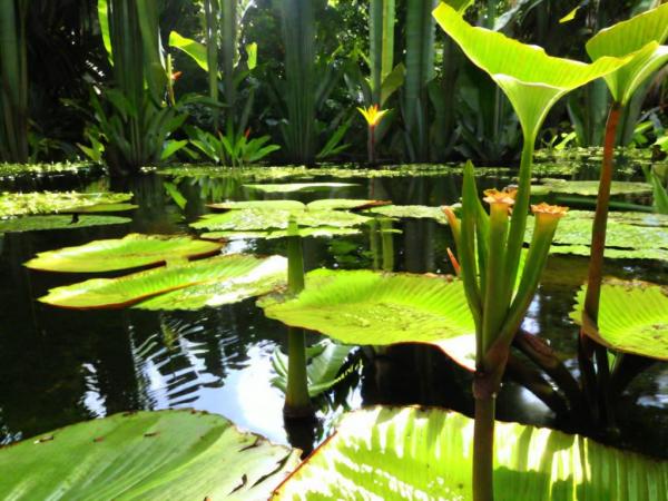 Mont Fleury Botanical Garden photo