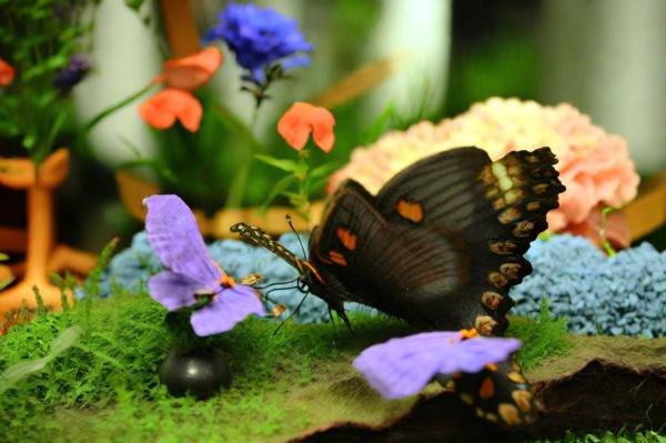 Butterfly House “Delight” photo