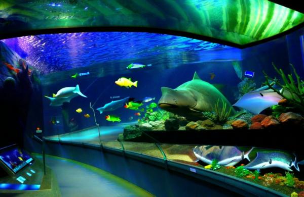 Oceanarium photo