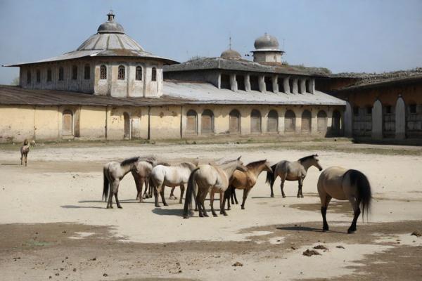 Khrenovskaya stud farm photo