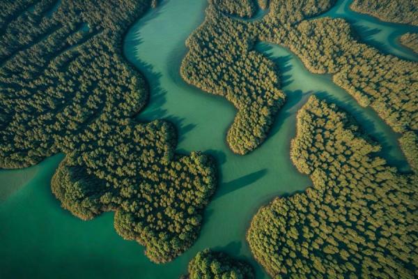 Eastern Mangrove Lagoon National Park photo